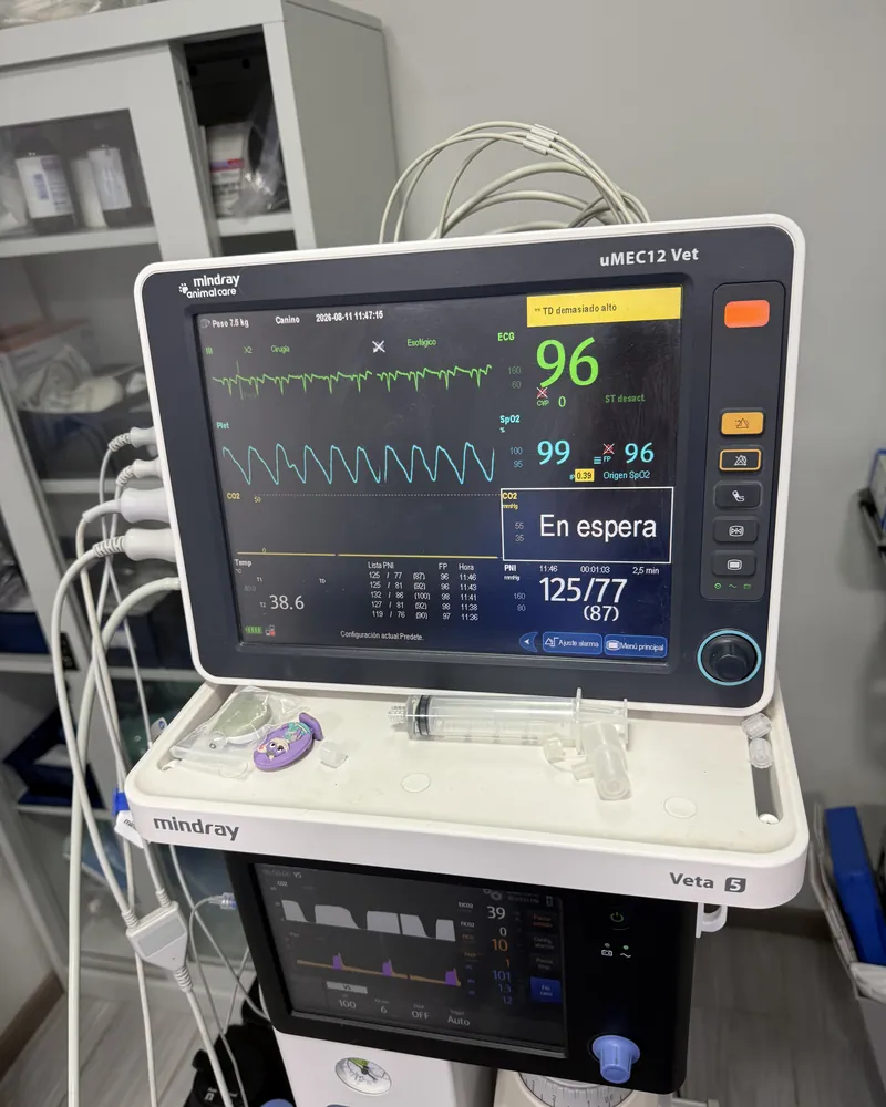 Monitoreo anestésico durante una cirugía en SurgyVet