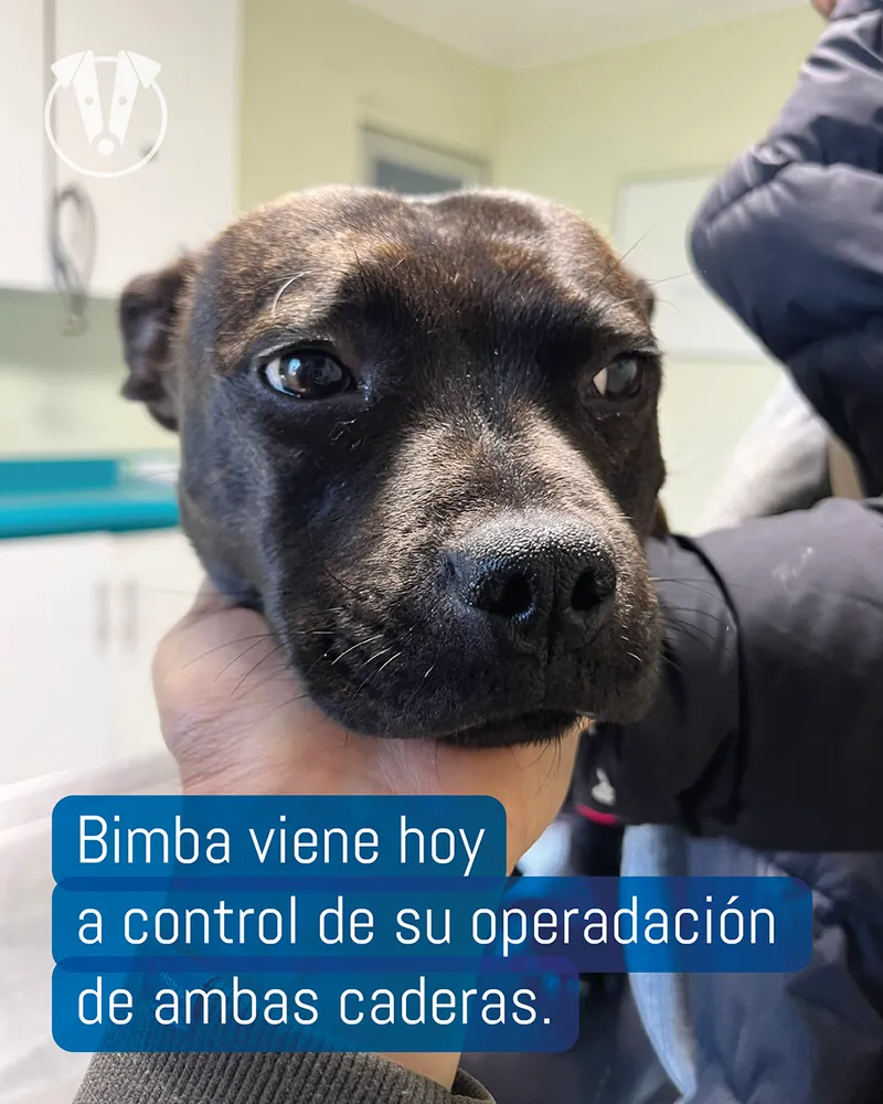 Bimba, control de ambas caderas