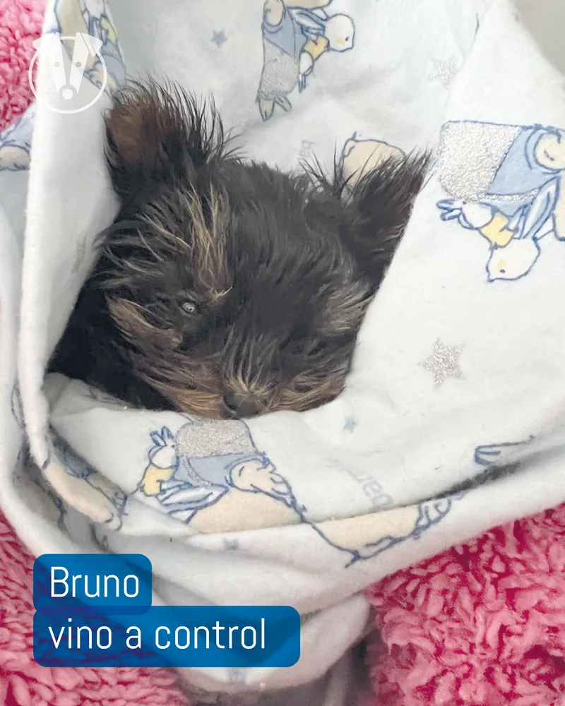 Bruno, un yorki de 400 gramos
