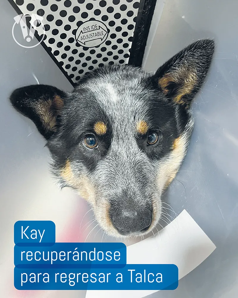 Kay se recupera para regresar a Talca