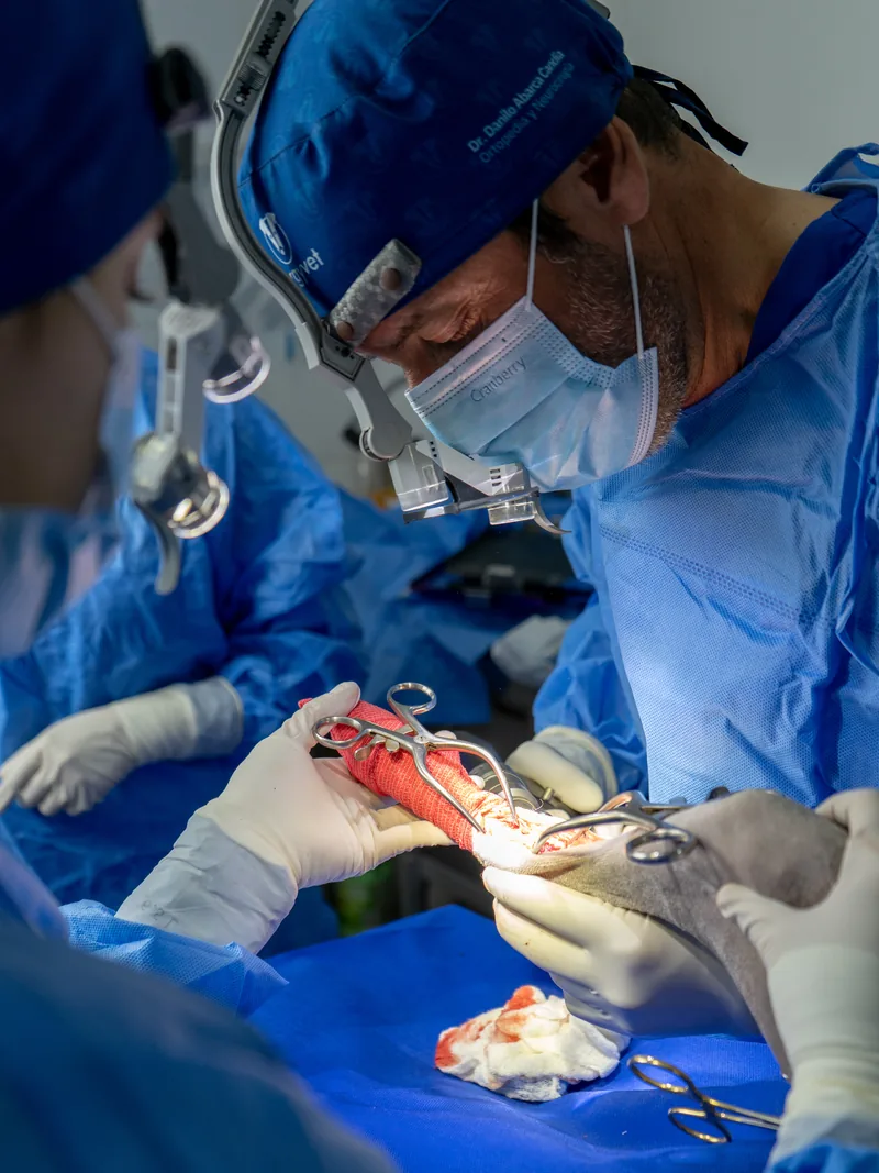 El Dr. Abarca operando con lupas quirúrgicas en el pabellón de SurgyVet